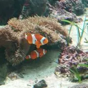 かもさん