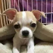 Jカード 97 横浜フリューゲルス 集合写真 チェックリスト Jリーグ