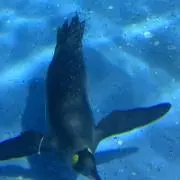 あじさいの画像