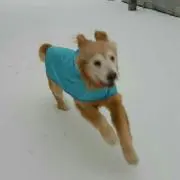 若の画像