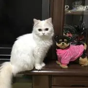 ももちゃんの画像