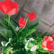 ぴーたろの画像