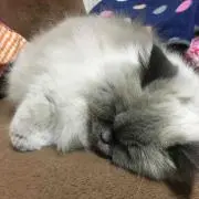 ひま