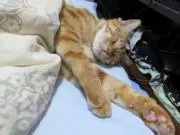 りぞっと