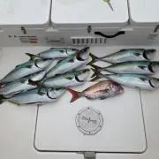 ガマ吉の画像