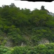 森