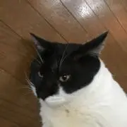 るうた