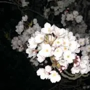 yUUの画像