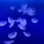 Kの画像