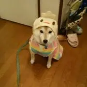 シーバ