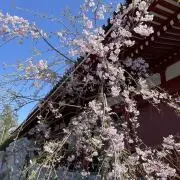 ❁ たぬき❁ 6月中土日のみ発送の画像