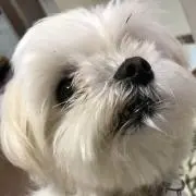 ミイ
