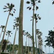 SY