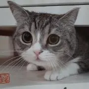 三毛猫の画像