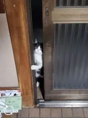 またんの画像