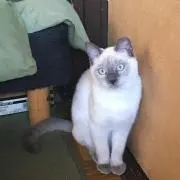もっふるの画像