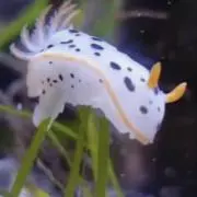ウミウシzの画像