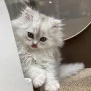 melodyの画像