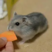 シータの画像