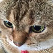 モネルナ