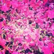 ゆかれんの画像