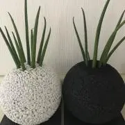 ＊*＊あじゃも＊*＊の画像