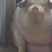 ぶた（まとめ買い大歓迎、値下げ交渉可能）の画像