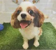 チョキ子