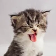 ゆずの画像