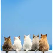 にゃんの画像