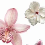 Image of Be
