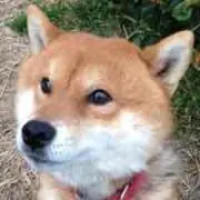 いくちゃん