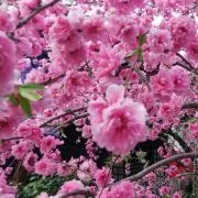 さち