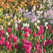 はなこ