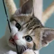 さそり座