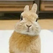 フクコ様専用です‼︎ Ameri vintage ノベルティ マルチ