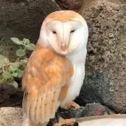 Owlの画像