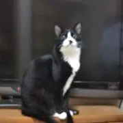 まーちゃん