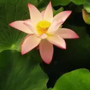 yukoの画像