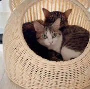 むーさん　即日対応ご相談ください！の画像