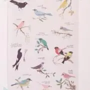 pivoineの画像