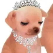 (・ω・)ノの画像