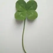 Yの画像