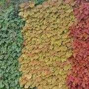 琥珀の画像