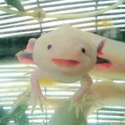スマイル