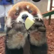 わらびモチ＊プロフ必読