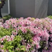 hana【多少のお値下げ可能】の画像