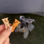 ぴのの画像