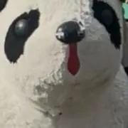 琥(16日発送
