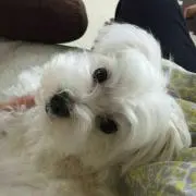りいの画像